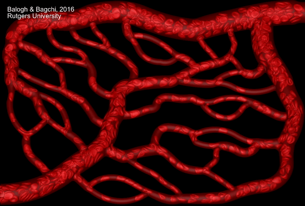 µ-Slide y-shaped, Blood Vessel Simulation